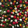 Thousands of people join Bulgarian rose festival