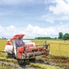 Rice production linkages proved efficient in Mekong deta