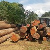 Measures to enhance forest protection