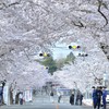 Japan: Cherry blossoms bloom in the fall