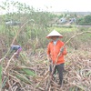 Sugar cane farmers face losses