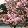 Japanese cherry blossoms on display in Hai Phong