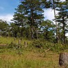 Pine forest cut down, sold as vacant land