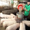 Cooperation to enhance animal feed supply chain management