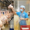 Company to build factory to increase chicken exports