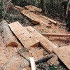 Investigation begins into deforestation inside national park