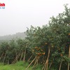 Hà Tĩnh produces bumper orange crop for Tết