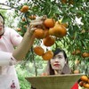 Farmers to see good profits from red mandarin for Tết