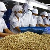 Cashew sector eyes quality