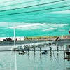 Đồng Nai switches to sophisticated aquaculture methods