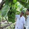 Cần Thơ to build 700ha specialised fruit farm