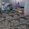 VN to gain $4.8b from shrimp exports