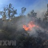 Forest fire in Nghệ An extinguished