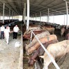 Cow breeding yields high income for farmers in Tiền Giang