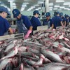 VASEP urges strict quality control for tra fish exports to China