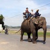 Yok Đôn National Park ends elephant riding