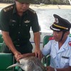 Endangered sea turtle released in Đà Nẵng