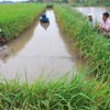Mekong Delta promotes eco-shrimp farming