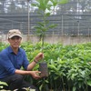 The King of Avocado brings the green to the Central Highlands
