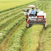 Sóc Trăng Province keen to grow organic rice