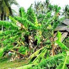 Whirlwinds kill two, damage houses in Cà Mau