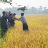 Vĩnh Long organic rice plan yields good results