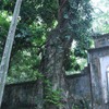 Residents want to sell 200-year-old sưa tree