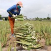 Ninh Thuận farmers strike it rich with aloe vera