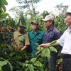 Đắk Lắk to reduce coffee-growing area