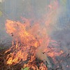 Fire destroys 8,000sq.m of forest