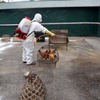 Provinces take steps to control avian flu outbreak