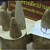 Vietnamese woman arrested for smuggling 22 kilos of elephant tusks into Thailand