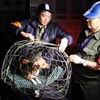 Hà Nội district cracks down on stray dogs