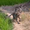 Monkeys destroy Sóc Trăng crops, attack residents