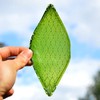 Vietnam successfully develops artificial leaf