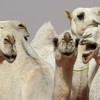 Saudi camel beauty contest
