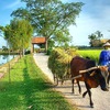 European tourism businesses survey tourism products in Hanoi