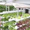 First hydroponic farm in Dong Thap province