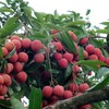 VietGap proves to be effective for lychees in Bac Giang