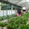Vietnam uses nanotechnology in agriculture