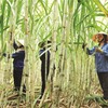 Sugarcane sector innovates to prepare for ATIGA