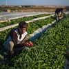 Palestinian farmer invents green heating