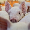 China's pork consumption reduces due to African swine fever