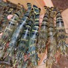 Shrimp sector promises breakthrough
