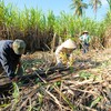 Sugarcane industry seeks measures to improve competitiveness