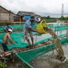 High prices bring opportunities to shrimp farmers