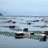 Phu Yen approves plan to develop aquaculture