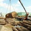 Vietnam enjoys trade surplus of wood products
