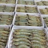 First shrimp breeding farm in Vietnam meets OIE standards