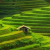 Vietnam’s Mu Cang Chai terrace fields listed among world’s most colourful places